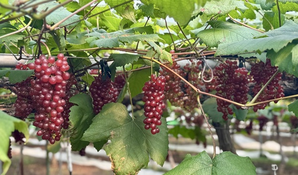 ▲ 대전시, 씨없는‘델라웨어’포도 전국 첫 출하.ⓒ대전시