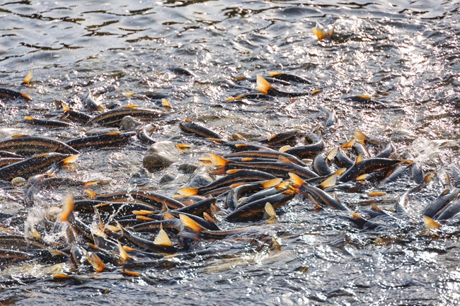 ▲ 양양군의 젖줄인 남대천에 봄의 전령사 '황어' 떼로 가득 찼다. 남대천 하구부터 상류 여울까지 산란을 위해 거슬러 올라온 황어들이 새까맣게 무리를 지으며 장관을 이루고 있다. ⓒ양양군
