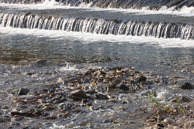 ▲ 양양군의 젖줄인 남대천에 봄의 전령사 '황어' 떼로 가득 찼다. 남대천 하구부터 상류 여울까지 산란을 위해 거슬러 올라온 황어들이 새까맣게 무리를 지으며 장관을 이루고 있다. ⓒ양양군