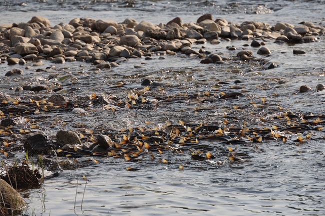 ▲ 양양군의 젖줄인 남대천에 봄의 전령사 '황어' 떼로 가득 찼다. 남대천 하구부터 상류 여울까지 산란을 위해 거슬러 올라온 황어들이 새까맣게 무리를 지으며 장관을 이루고 있다. ⓒ양양군