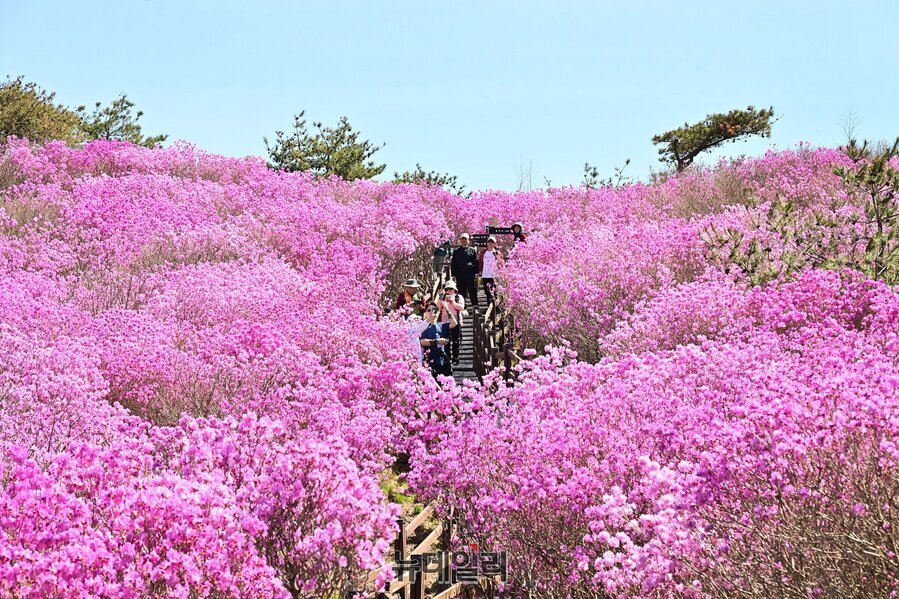 [포토]‘서른 살’ 비슬산 참꽃의 유혹… 30만 평 분홍빛 물결에 젖다