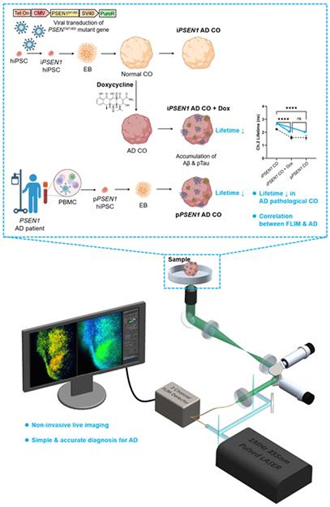 ▲ hiPSC를 기반으로 구축한 알츠하이머병 뇌 오가노이드 모델과 FLIM 분석 플랫폼의 전체 흐름을 시각화한 그림.ⓒ고려대