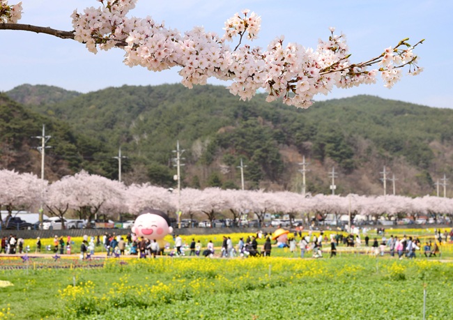 ▲ 삼척시의 대표 봄 축제인 '제22회 삼척맹방유채꽃축제'가 26만 명의 시민들과 관광객들이 방문하며 성황이에 마무리됐다. ⓒ삼척시