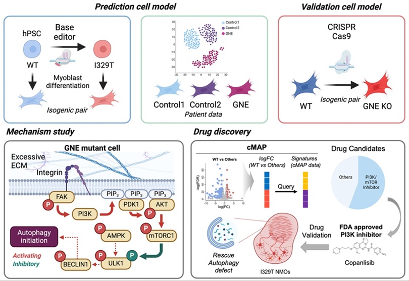 ▲ GNE 질환 세포 모델 구축을 기반으로 병리 기전 규명 및 치료제 후보 도출을 수행한 연구 개요도.ⓒ숙명여대