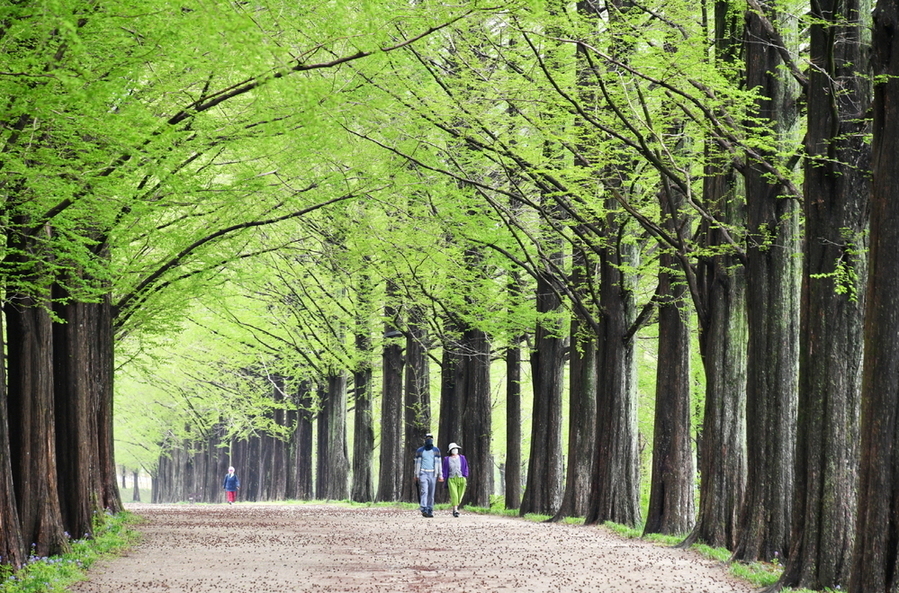 ▲ 담양 메타세쿼이아가로수길ⓒ전라남도 제공
