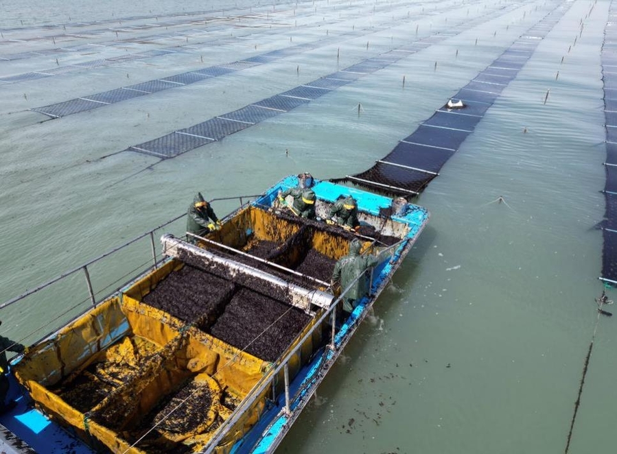 ▲ 인천시 옹진군 김양식장 ⓒ인천 옹진군 제공