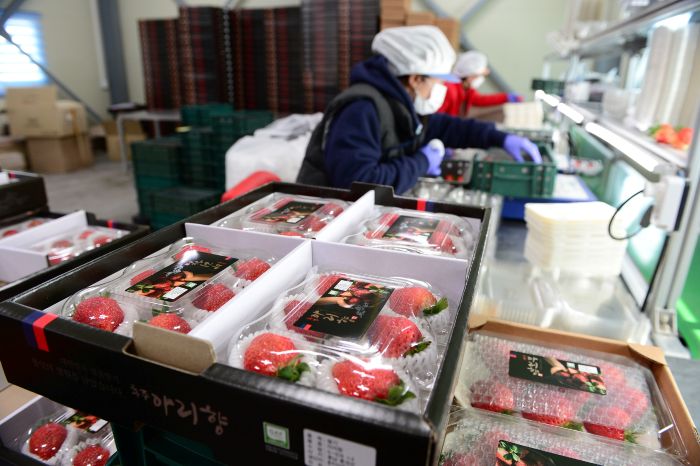 ▲ 아리향 딸기 선별 모습ⓒ홍성군