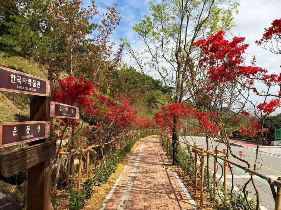 ▲ 보성군, ‘제49회 보성다향대축제’ 앞두고 생활환경숲 조성 박차_축제장의 보행 환경을 개선하기 위해 예쁜 꽃길을 조성하고 있다.ⓒ보성군 제공