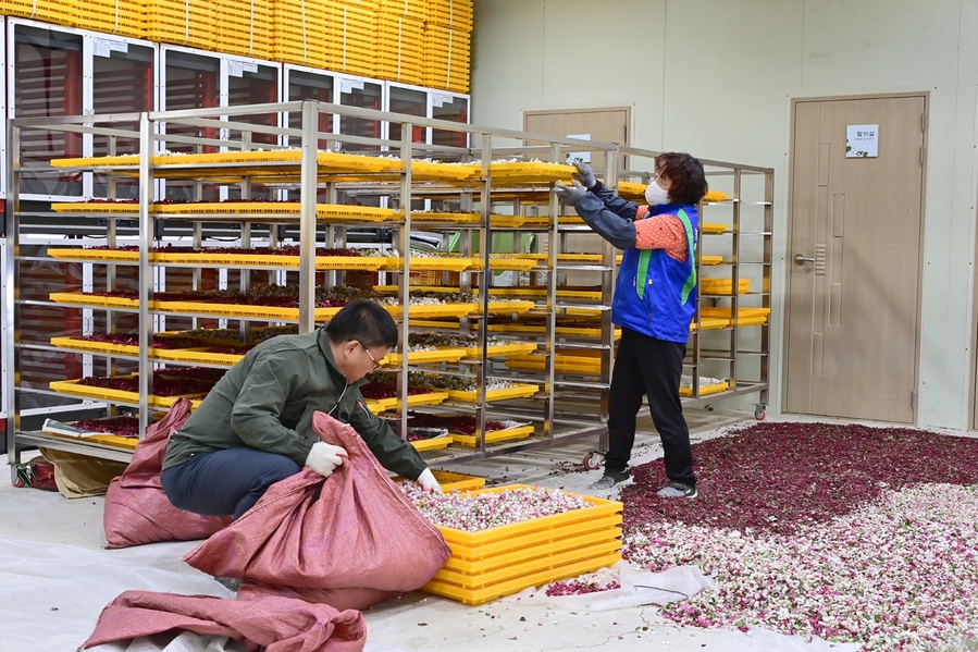 ▲ 청송군은 지난 16일부터 일주일간 청송읍 청운리 일대에 조성된 2.5ha 규모의 꽃사과 재배단지에서 꽃가루 제조를 위한 사과꽃 채취 작업을 진행했다.ⓒ청송군