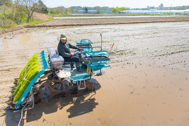 ▲ 강원 고성군이 24일 간성읍 교동리에서 올해 첫 모내기를 실시했다. 올해 첫 모내기는 간성읍 교동리 함종운 농가의 논에서 진행됐다. 이번 모내기에는 약 1400평 규모의 논에 '오대' 품종이 사용됐다. 수확은 8월 중 이뤄질 예정이다. ⓒ고성군