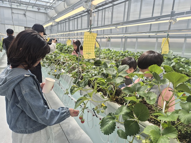 ▲ 평창군농업기술센터가 미래 농업 인재 양성을 위해 농업기술센터 인재육성관에서 '2026년 스마트농업 인재 육성 교육'을 추진한다. 24일 안미초등학교 18명과 주진초등학교 5명을 대상으로 진행됐다. ⓒ평창군