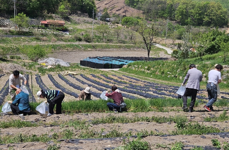 ▲ 소수 봄나물 축제에서 관람객들이 봄나물 채취 체험을 하고 있다. ⓒ괴산군