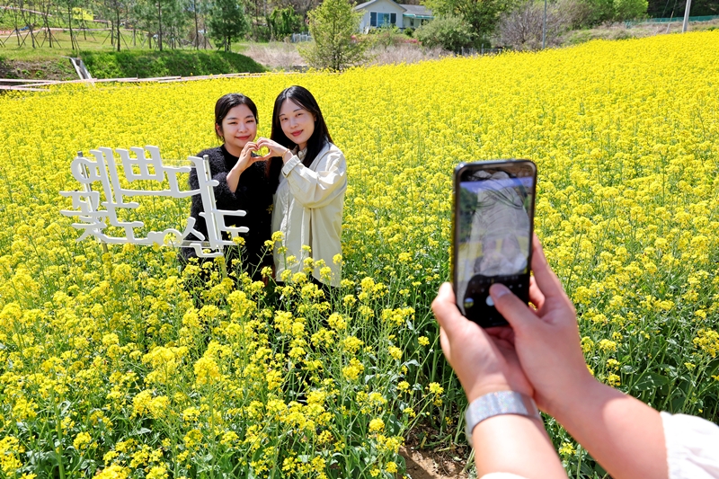 ▲ 소수 봄나물 축제장에 마련된 유채꽃밭 포토존에서 관람객들이 기념 사진을 촬영하고 있다. ⓒ괴산군