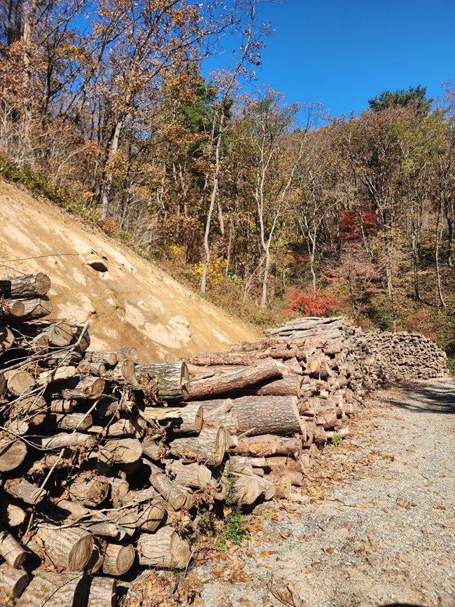 ▲ 2025년 산불예방 숲가꾸기 사업을 통해 생산된 원목. ⓒ횡성군
