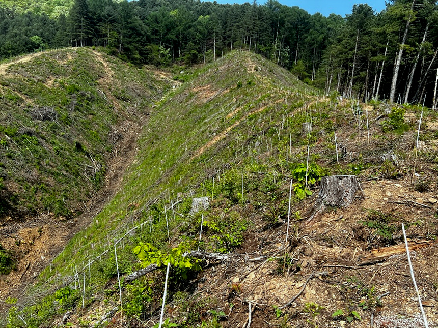 가평군, 14억 투입해 455ha 규모 산림 조성