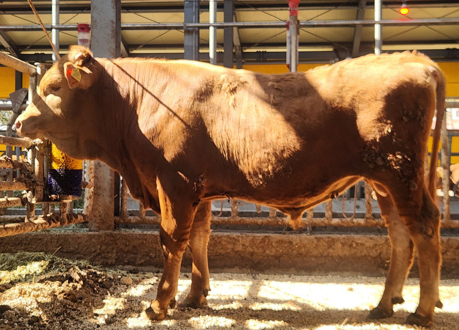 ▲ 한우 씨수소(KPN1995)ⓒ전라남도 제공