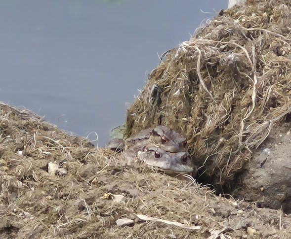 ▲ 용연저수지 묵논습지에서 산란기를 맞은 두꺼비의 짝짓기 모습.ⓒ천안시