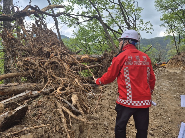 ▲ 최수천 동부지방산림청장이 임도 개설시 나오는 지장목 처리에 대해 점검하고 있다. ⓒ동부지방산림청