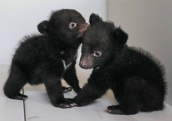 ▲ 쌍둥이 아기 반달곰 모습.ⓒ베어트리파크