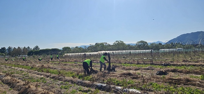 ▲ 농협중앙회 강원본부(본부장 김병용)가 30일 춘천시 중도동 농가를 찾아 한국국토정보공사(LX) 강원지역본부, 농협 춘천시지부와 함께 '농심천심(農心天心)봉사대' 기관합동 농촌일손돕기를 펼쳤다. ⓒ농협 강원본부