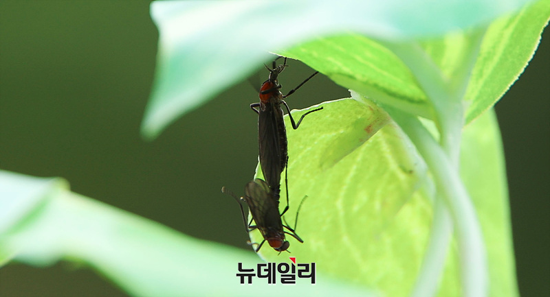 ▲ 지난해 7월 서울 종로구 북악산에서 러브버그 한쌍이 기어다니고 있다. ⓒ서성진 기자