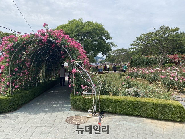 ▲ 삼척시가 19일 삼척 장미축제를 개막했다. 이날 행사장인 장미공원에는 다양한 색깔의 장미들이 활짝 핀 얼굴로 시민들과 관광객들을 만났다. 시는 25일까지 장미나라 퍼레이드, 체험 프로그램, 축하 공연을 비롯한 싱어롱쇼, 블랙이글스 에어쇼 등 공연 프로그램 등 다양한 행사를 선보인다. ⓒ이달수기자