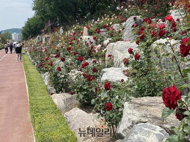 ▲ 삼척시가 19일 삼척 장미축제를 개막했다. 이날 행사장인 장미공원에는 다양한 색깔의 장미들이 활짝 핀 얼굴로 시민들과 관광객들을 만났다. 시는 25일까지 장미나라 퍼레이드, 체험 프로그램, 축하 공연을 비롯한 싱어롱쇼, 블랙이글스 에어쇼 등 공연 프로그램 등 다양한 행사를 선보인다. ⓒ이달수기자