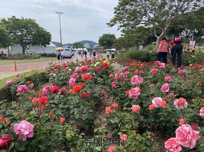 ▲ 삼척시가 19일 삼척 장미축제를 개막했다. 이날 행사장인 장미공원에는 다양한 색깔의 장미들이 활짝 핀 얼굴로 시민들과 관광객들을 만났다. 시는 25일까지 장미나라 퍼레이드, 체험 프로그램, 축하 공연을 비롯한 싱어롱쇼, 블랙이글스 에어쇼 등 공연 프로그램 등 다양한 행사를 선보인다. ⓒ이달수기자