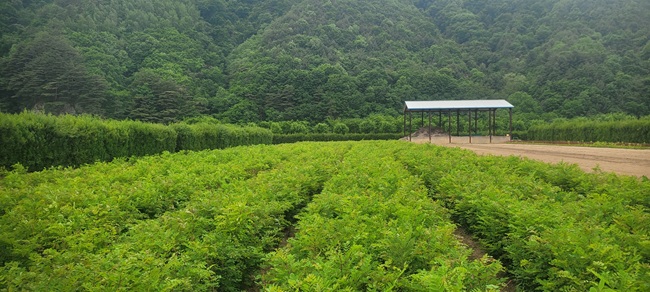 동부지방산림청, 밀원수림 조성으로 꿀벌 서식 기반 강화