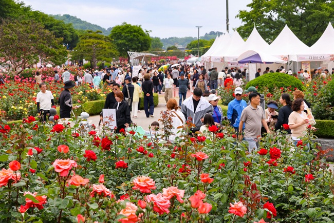 ▲ 23일 강원 삼척 장미공원에 구경나온 주민들과 관광객들 모습. 축제장에는 특설무대를 비롯해 장미 직업체험, 장미나라 책 만들기 체험, 장미 테마 체험, 먹거리존, 굿즈·로컬 콘텐츠 부스, 장미정원 포토존, 장미나라 퍼레이드 등이 마련됐다. 축제는 25일까지 진행된다. ⓒ삼척시