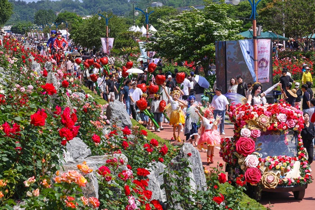 ▲ 삼척관광문화재단이 주최·주관한 '2026 삼척 장미축제'가 성황리에 막을 내렸다. ⓒ삼척관광문화재단