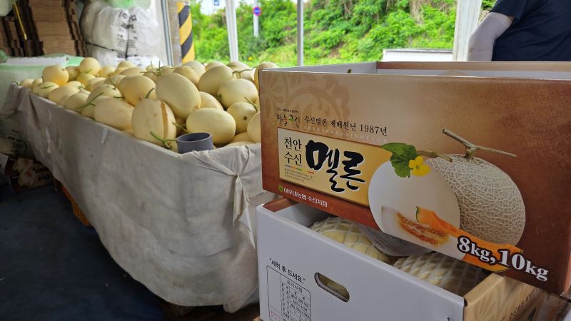 천안 ‘하늘그린 멜론’ 본격 출하 시작