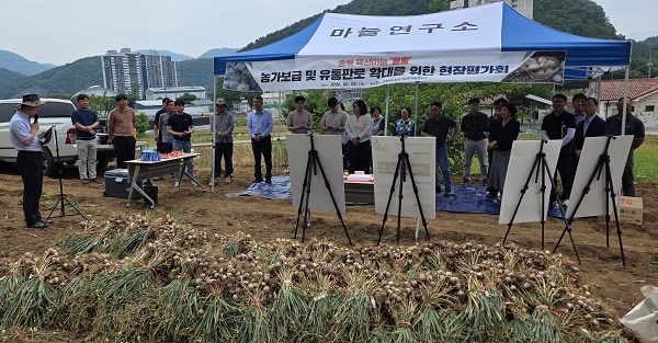 ▲ 충북 마늘연구소가 신품종 마늘 '통통' 현장 품평회를 하고 있다.ⓒ충북도농업기술원 제공
