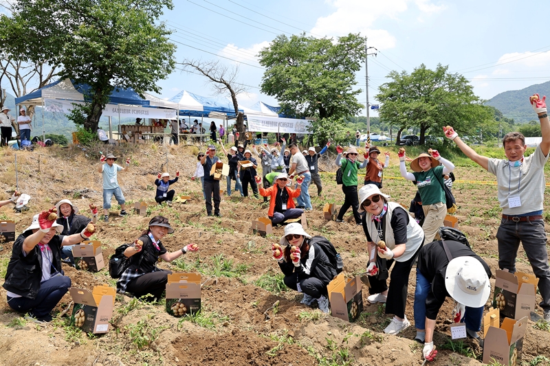 ▲ 충북 괴산군 감물면 감물감자축제 현장. ⓒ괴산군