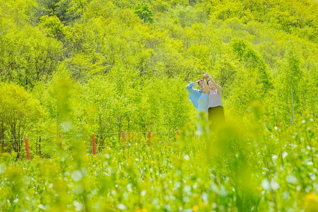 ▲ 플라워페스타가 열리는 슬로프 전경. ⓒ강원랜드
