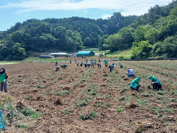 ▲ 서울시 새마을부녀회 회원들이 단양 마늘 농가에서 수확일손을 돕고 있디.ⓒ단양군 제공