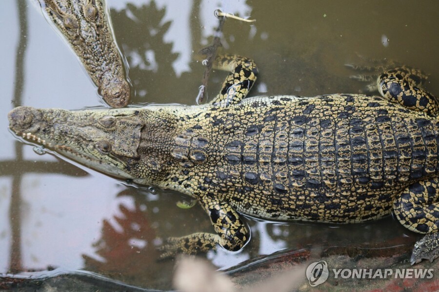 ▲ 사건이 발생한 동물원의 악어.ⓒ연합뉴스