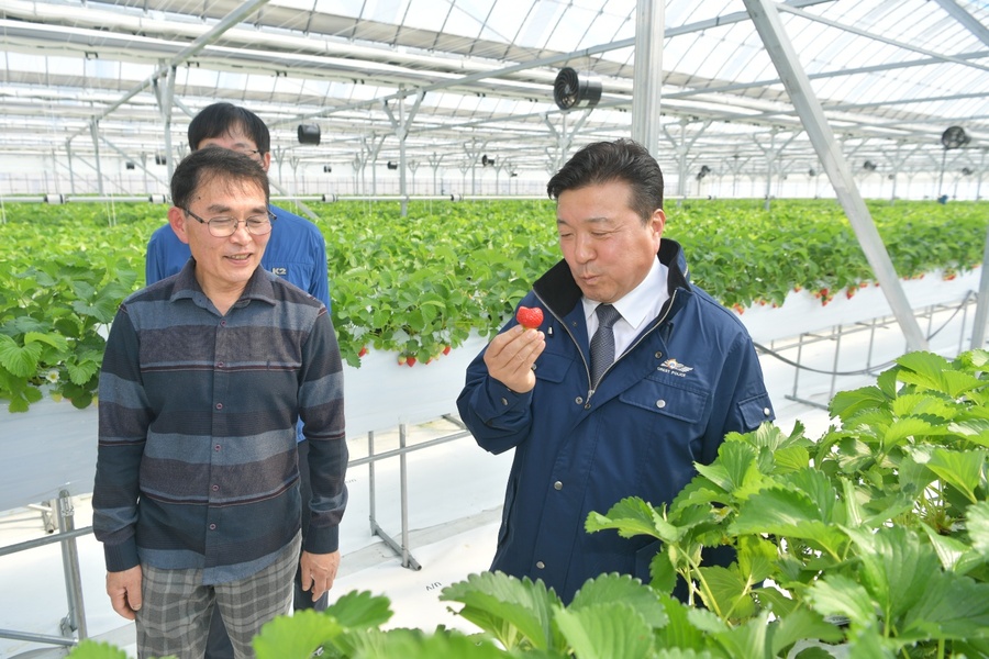 ▲ 최재구 예산군수가 스마트팜을 방문해 딸기 생육 상태를 살펴보고 수확한 딸기를 직접 확인하고 있다.ⓒ예산군