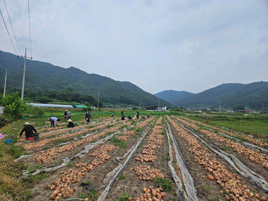 ▲ 고령군 덕곡면·주민복지과·농업기술센터 직원들이 지난  19일 덕곡면 원송리 양파 농가를 찾아 수확 작업을 도우며 농촌 일손돕기를 펼치고 있다.ⓒ고령군