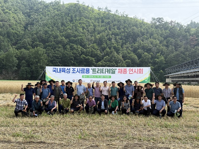 ▲ 삼척시농업기술센터가 지난 19일 삼척시 원덕읍 노경리 일원에서 농촌진흥청 국립식량과학원, 강원특별자치도 농업기술원, (사)전국한우협회 삼척시지부 관계자 및 지역 농업인 등 50여 명이 참석한 가운데 국내육성 조사료용 신품종인 '트리티케일' 채종 연시회를 개최했다. ⓒ삼척시