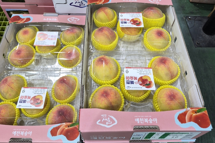 ▲ 예천 대표 농산물인 ‘예천 복숭아’가 본격 출하되고 있다.ⓒ예천군