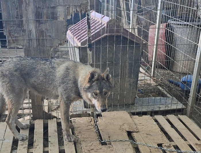 ▲ 24일 0시께 충남 서산시 운산면 우리를 탈출한 늑대개 네 마리 중 스스로 농장으로 돌아온 늑대개 한 마리가 목줄을 차고 있다. ⓒ뉴시스