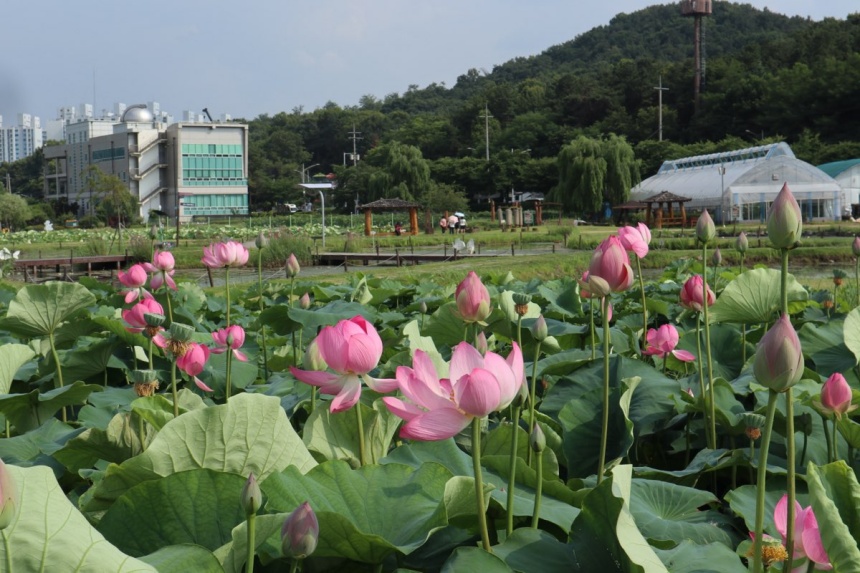 ▲ 연꽃이 만개한 시흥시 연꽃테마파크 ⓒ시흥시 제공