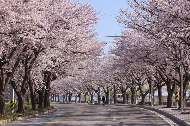 양양군, 남대천 연어생태공원 데크 보수공사 착수·남대천 카누 체험 프로그램 무료 운영