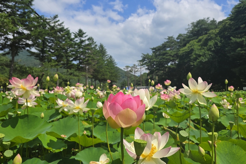 ▲ 보은 속리산 연꽃단지. ⓒ보은군
