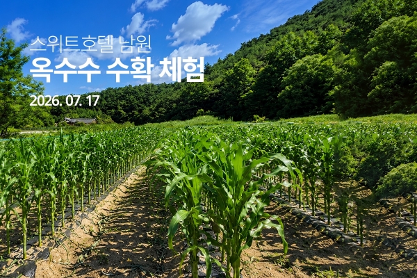 ▲ 스위트호텔 남원, 옥수수 수확 체험 프로그램 이미지ⓒ교원그룹