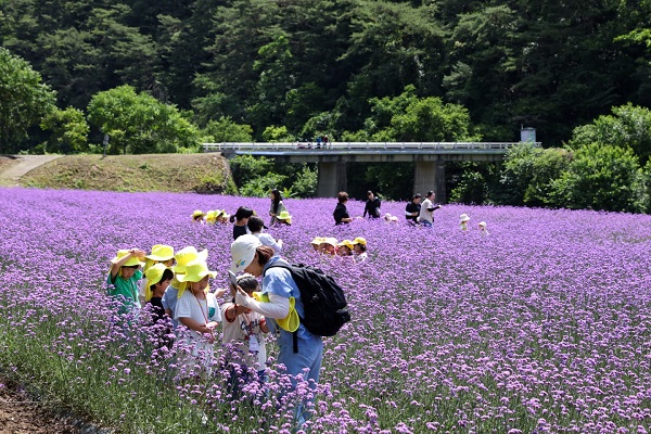 ▲ 보라빛으로 물든 아평쉼뜰.ⓒ단양군 제공