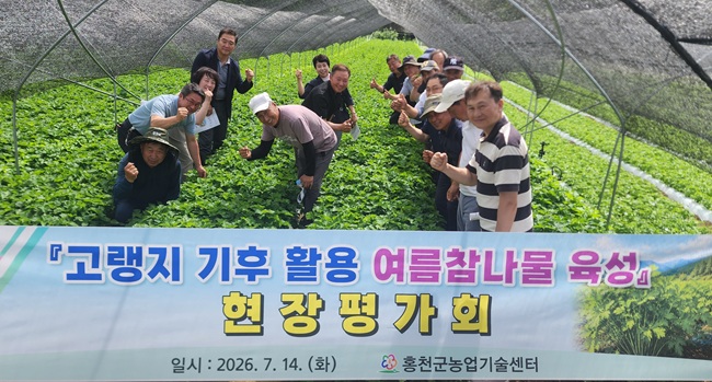 ▲ 홍천군 농업기술센터가 지난 14일 여름철 기후변화에 대응하고 고랭지 지역 농가의 새로운 고소득 대체 작목을 발굴하기 위해 '고랭지 기후 활용 여름 참나물 육성 사업 현장 평가회'를 진행했다. ⓒ홍천군