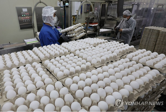 ▲ 지난 1월 천안시 서북구 입장면의 한 계란 수입 업체에서 직원들이 정부가 계란 수급 불안에 대비해 수입한 미국산 신선란을 선별하고 세척·포장하는 등 제품화 작업을 하고 있다.ⓒ연합뉴스