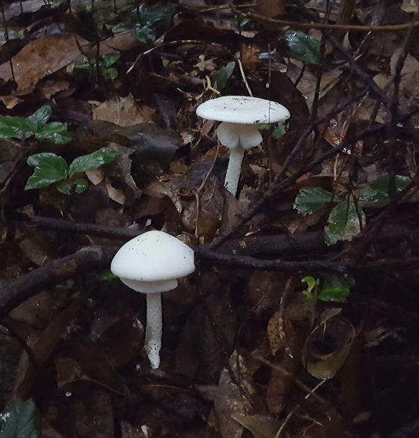 ▲ 독우산광대버섯(독버섯) 모습.ⓒ충남도